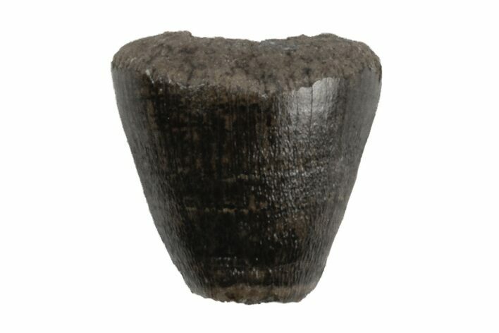 Cretaceous Alligatoroid (Brachychampsa) Tooth - Montana #218553